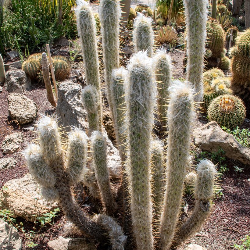 Espostoa lanata - Peruvian old man cactus (Plant habit)