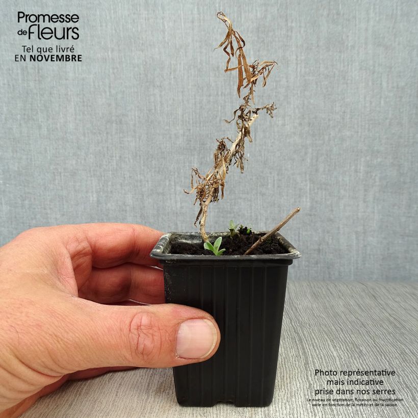 True Tarragon - Artemisia dracunculus 7/8 cm pot sample as delivered in autumn