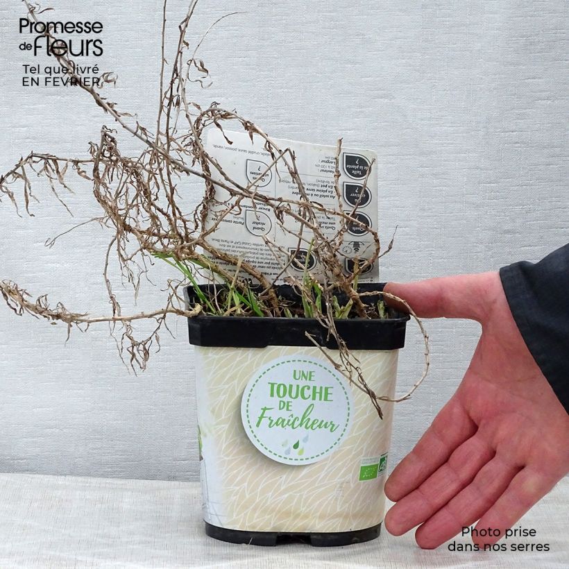 Estragon vrai en plant BIO Pot de 1L/1.5L. sample as delivered in winter