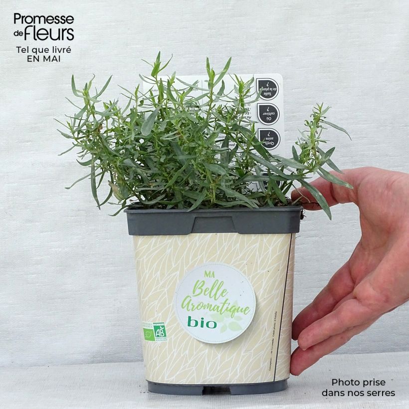Organic True Tarragon plants - Artemisia dracunculus sample as delivered in spring