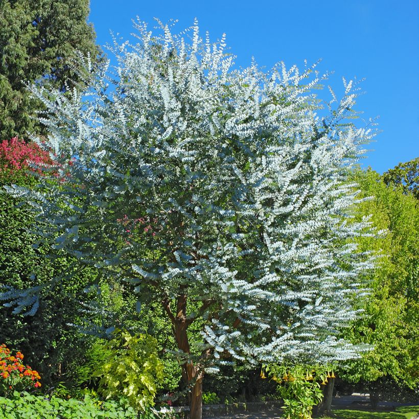 Eucalyptus cinerea (Plant habit)