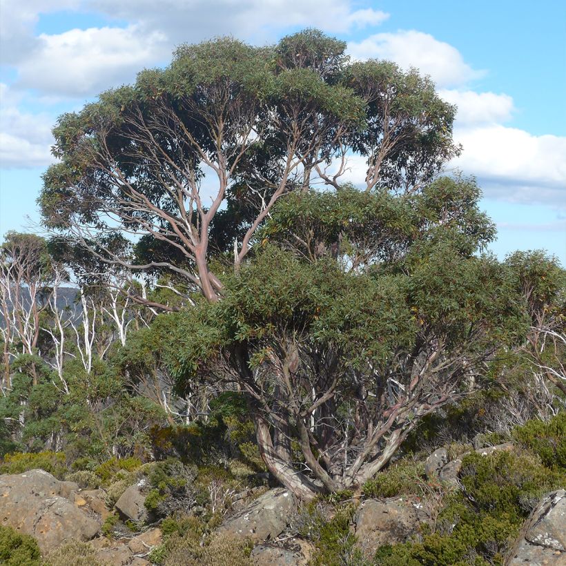 Eucalyptus coccifera (Plant habit)