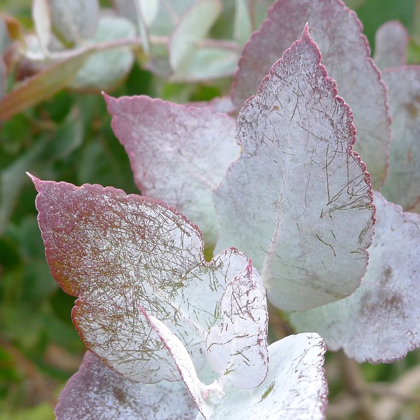 Eucalyptus crenulata (Foliage)