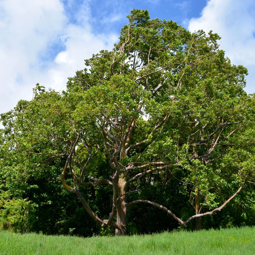 Eucalyptus deglupta (Plant habit)