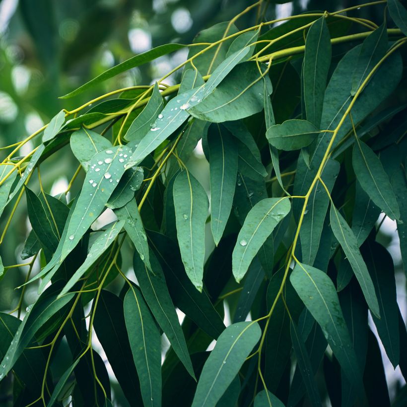 Eucalyptus globulus (Foliage)