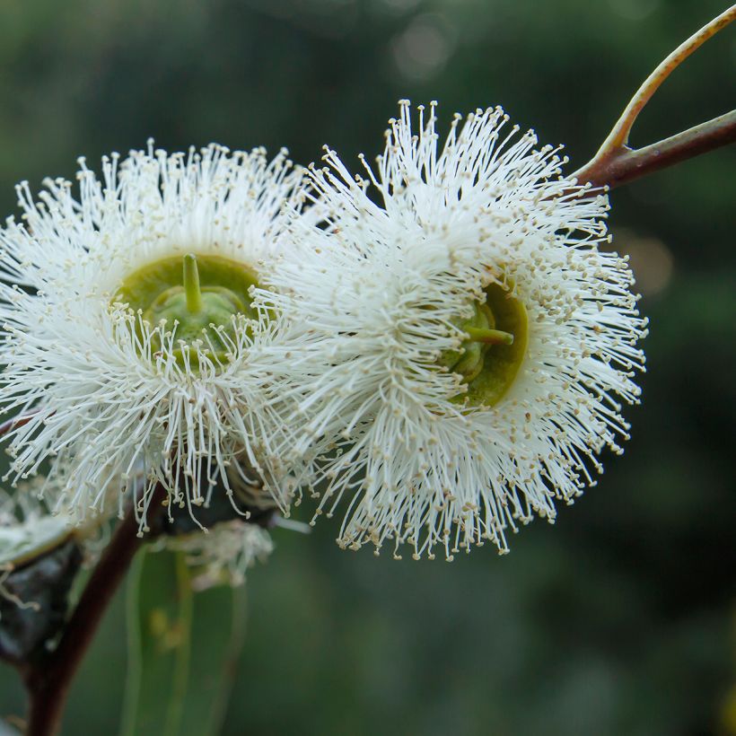 Eucalyptus globulus (Flowering)