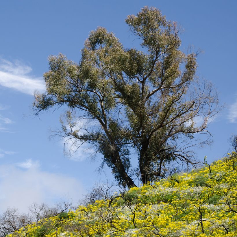 Eucalyptus globulus (Plant habit)