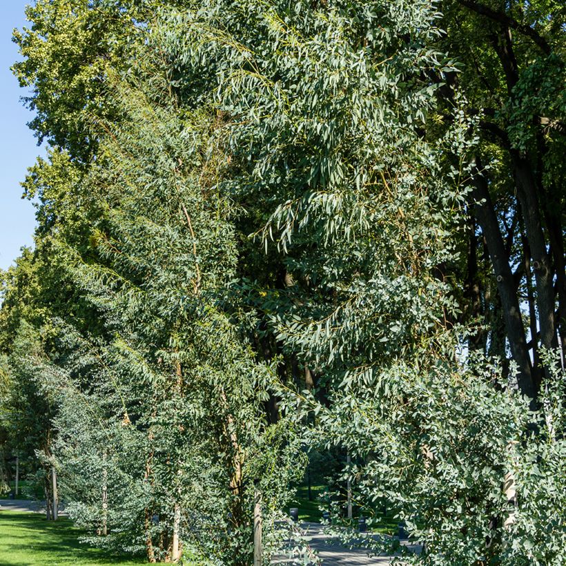 Cider gum - Eucalyptus gunnii (Plant habit)