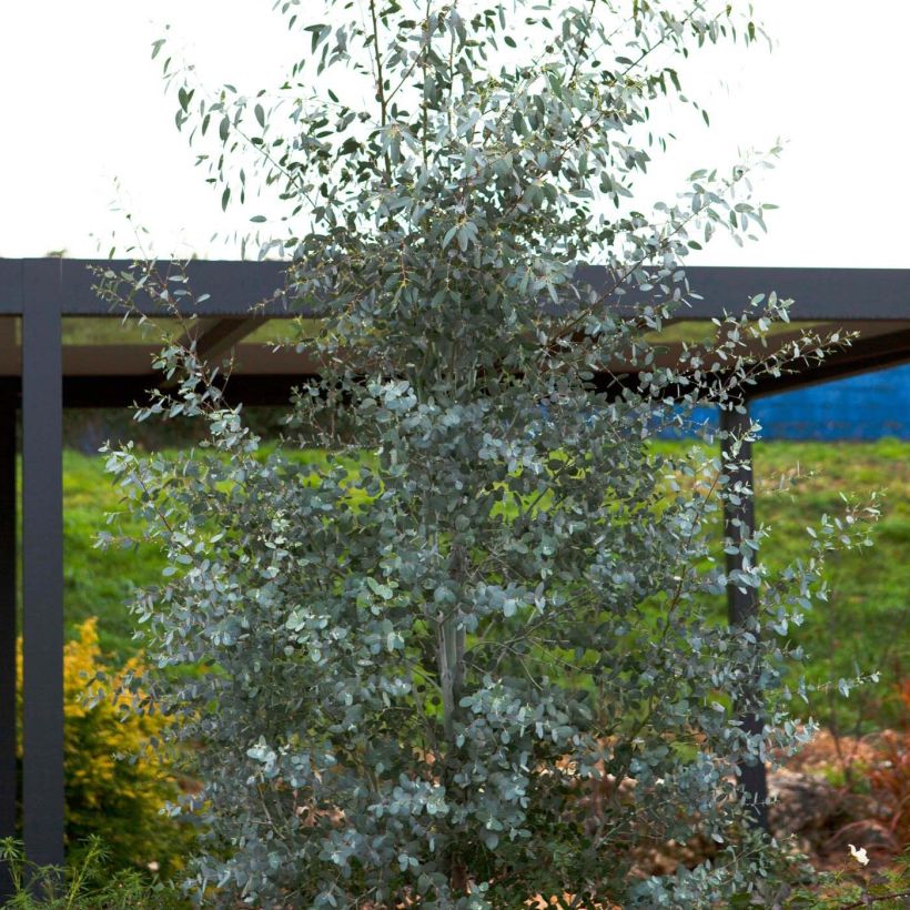 Eucalyptus gunnii Silverana (Plant habit)