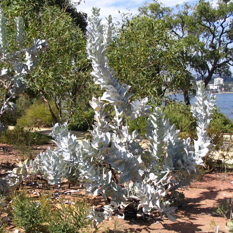 Eucalyptus macrocarpa (Plant habit)