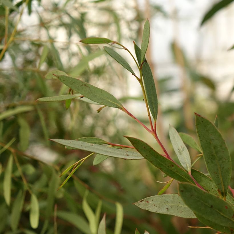 Eucalyptus mitchelliana (Foliage)
