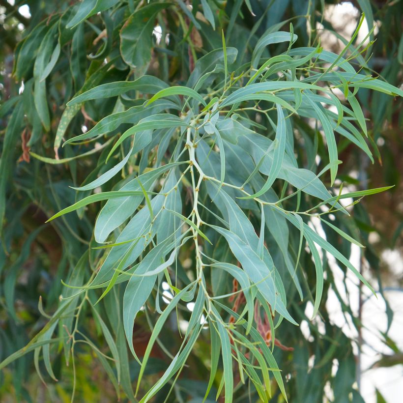 Eucalyptus nicholii (Foliage)