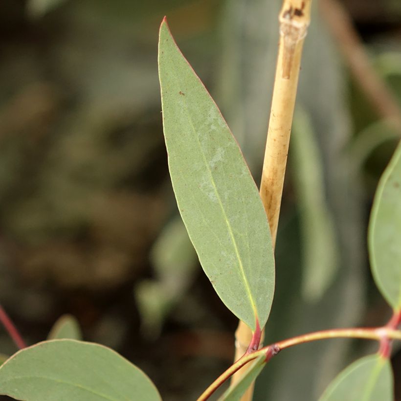 Eucalyptus nicholii (Foliage)