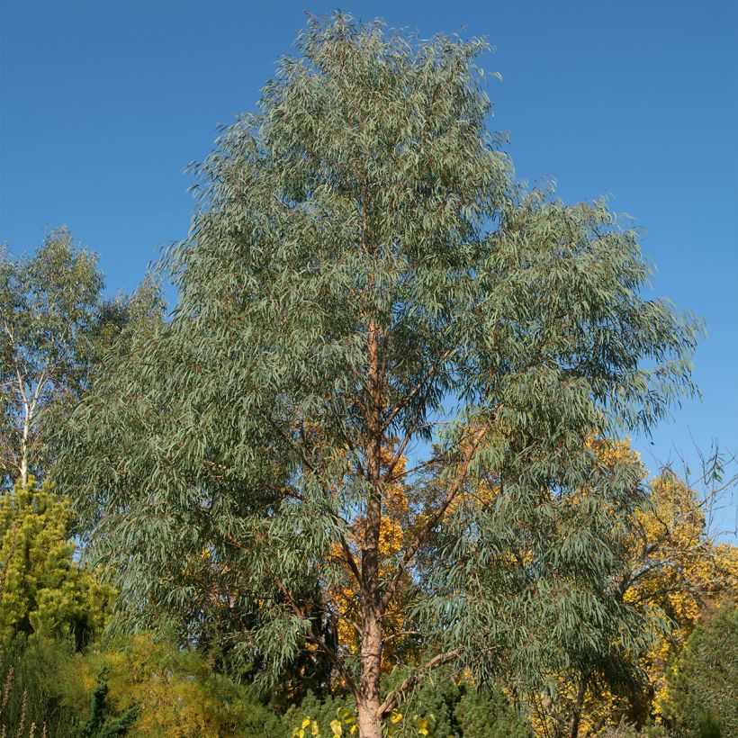 Eucalyptus nicholii (Plant habit)
