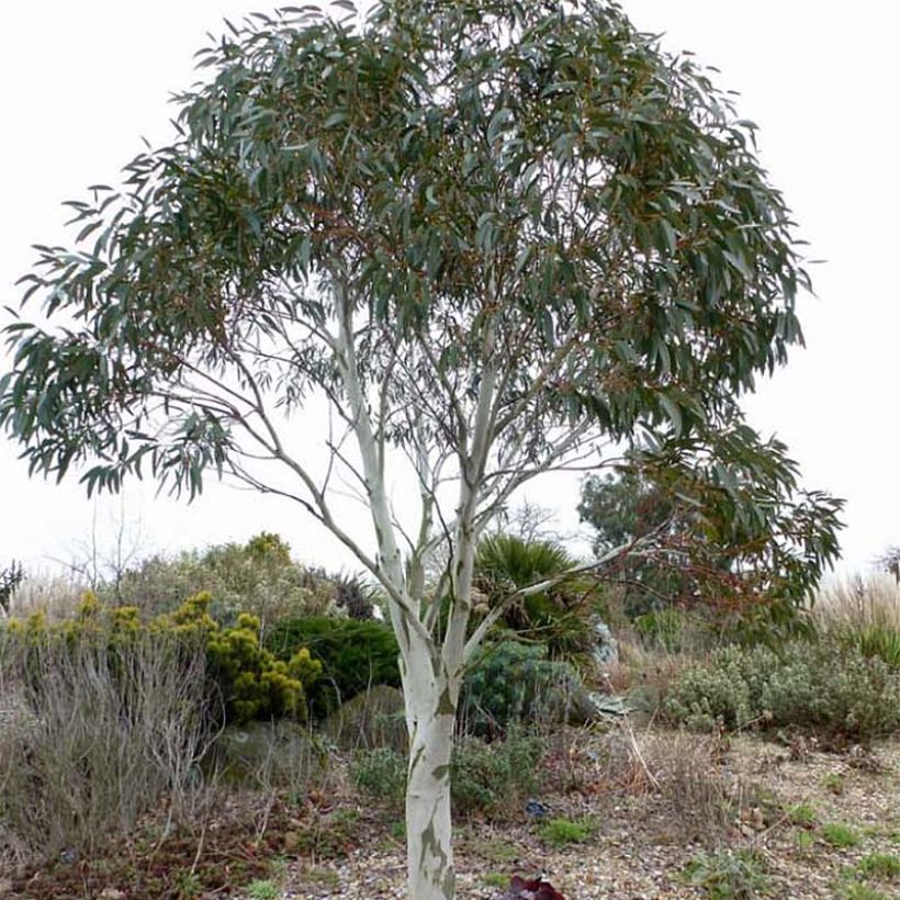 Eucalyptus pauciflora subsp. niphophila (Plant habit)