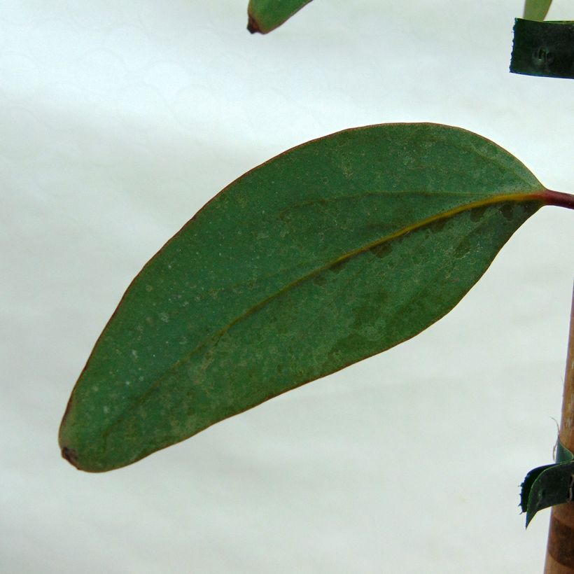 Eucalyptus pauciflora subsp. niphophila (Foliage)
