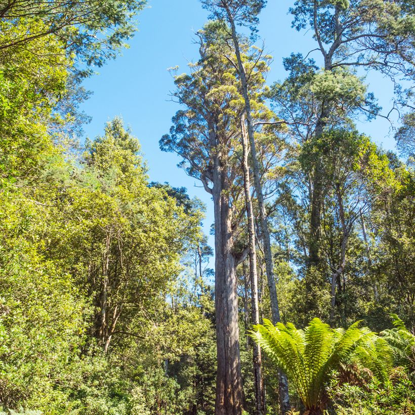 Eucalyptus obliqua (Plant habit)