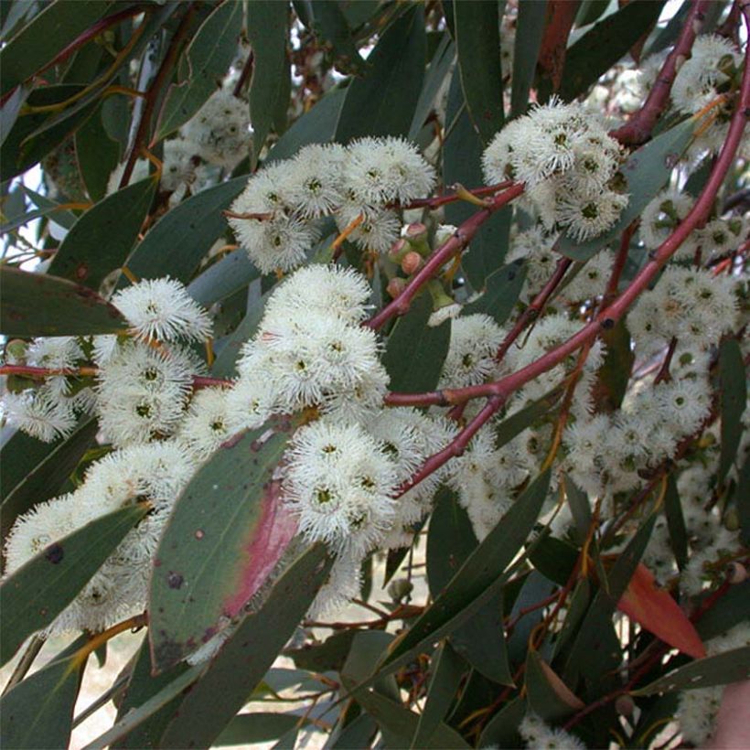 Eucalyptus parviflora (Flowering)