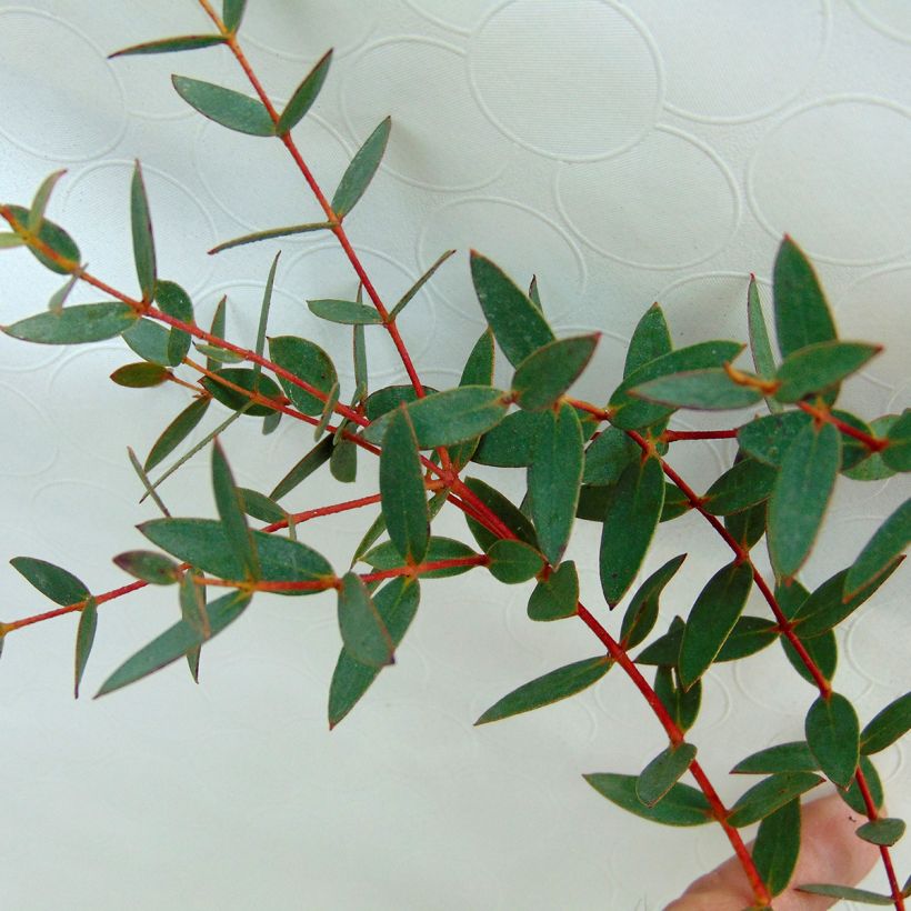 Eucalyptus parviflora (Foliage)