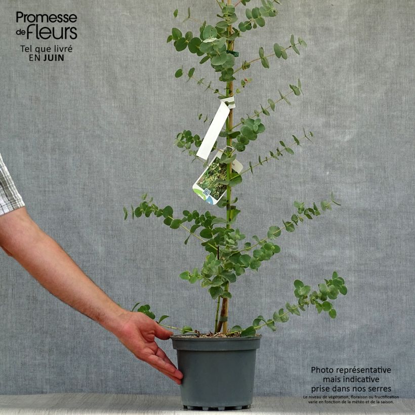Eucalyptus parviflora 8/9 cm pot sample as delivered in summer