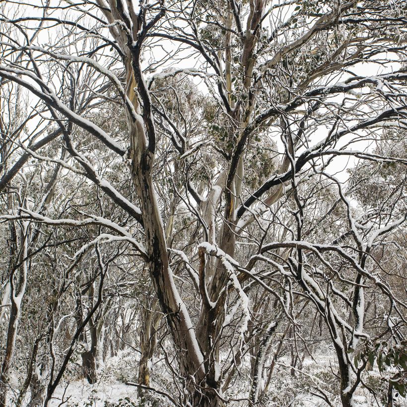 Eucalyptus pauciflora subsp. debeuzevillei Mt Selwyn - Jounama snow gum (Plant habit)