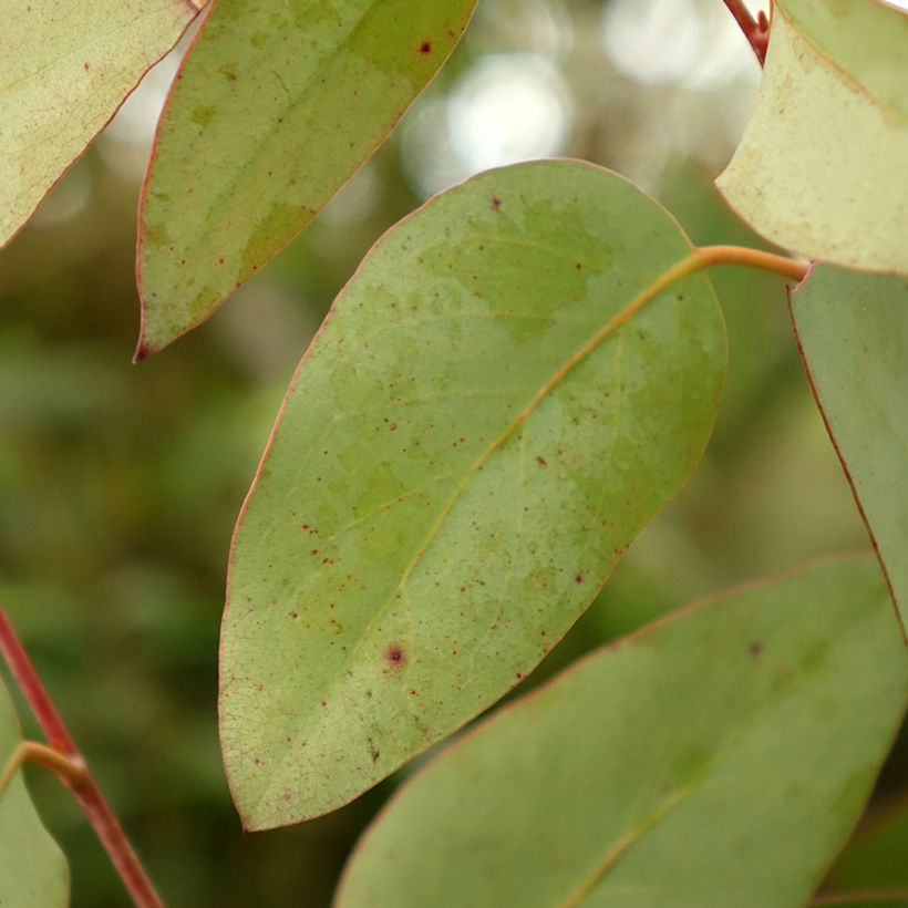 Eucalyptus pauciflora subsp. pauciflora Buffalo (Foliage)