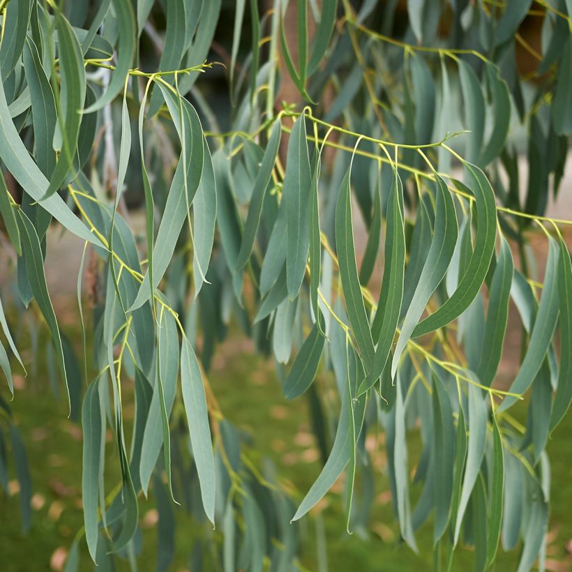 Eucalyptus perriniana (Foliage)