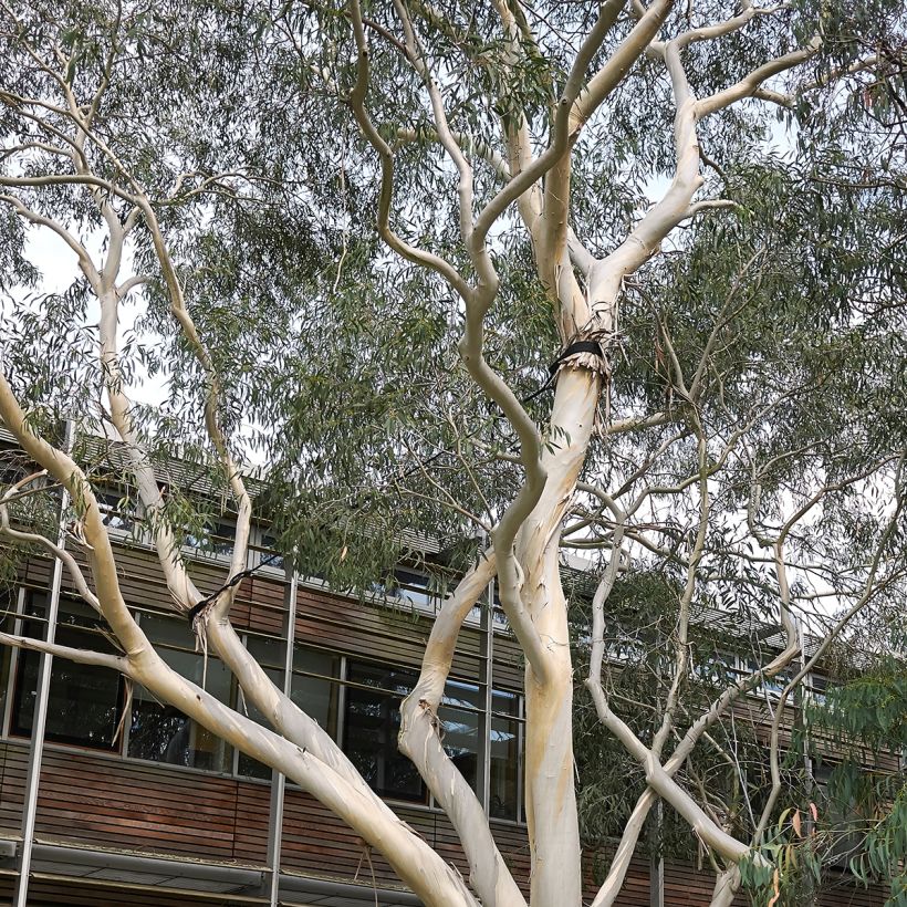 Eucalyptus perriniana (Plant habit)