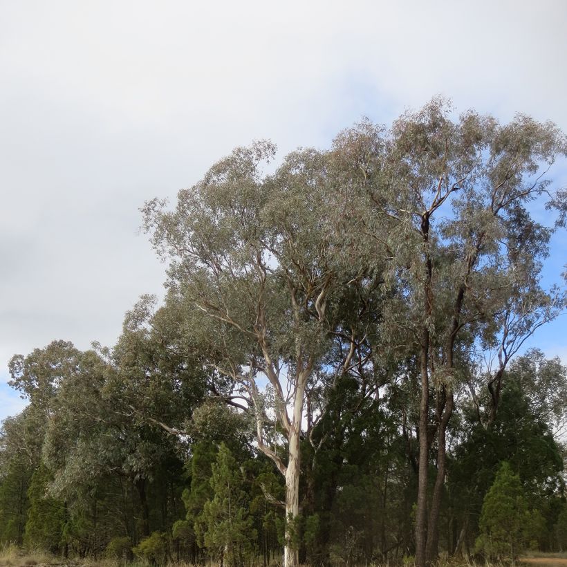 Eucalyptus polyanthemos (Plant habit)