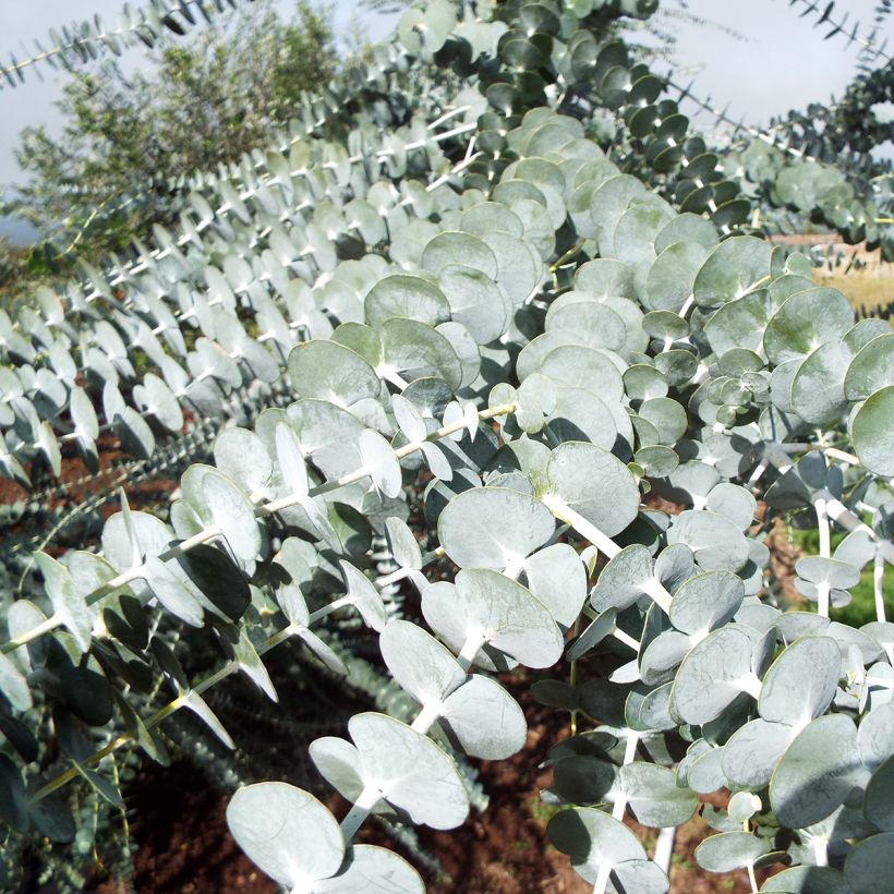 Eucalyptus pulverulenta (Foliage)