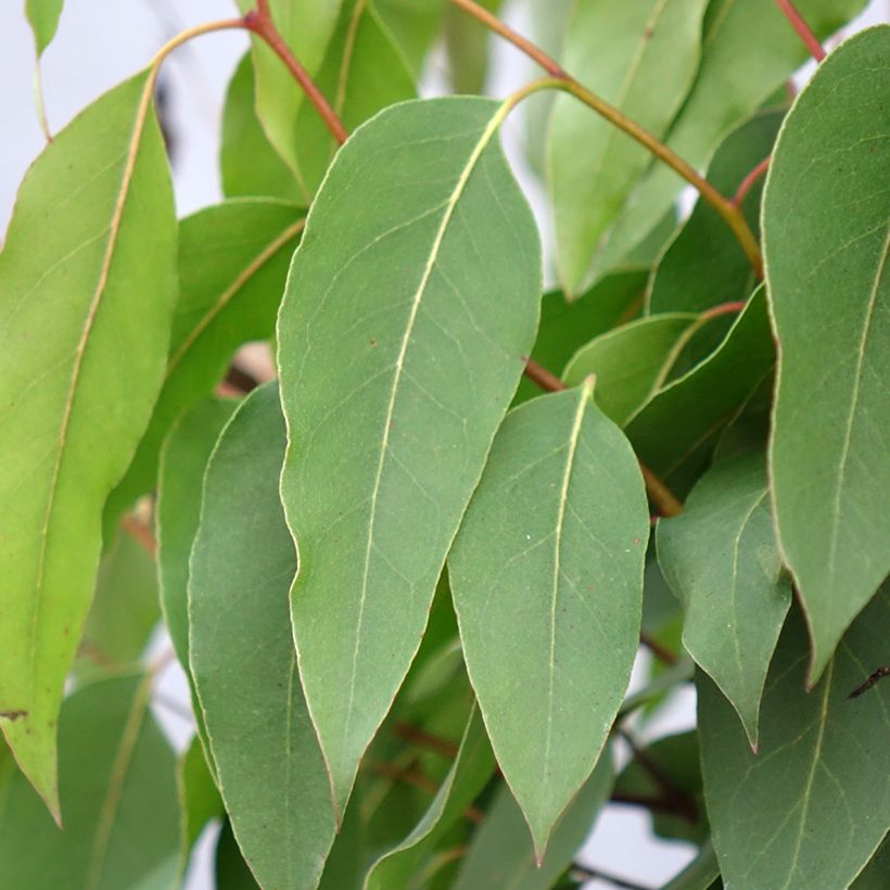 Eucalyptus regnans (Foliage)