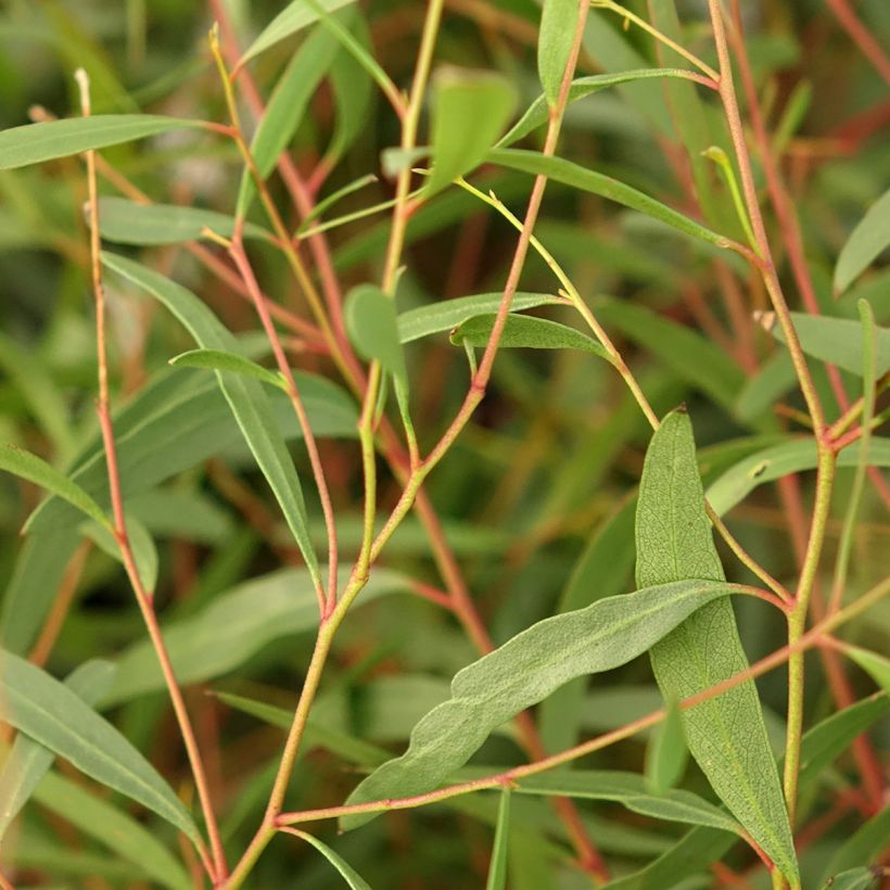 Eucalyptus rodwayi (Foliage)