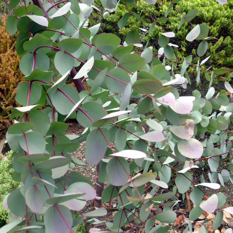 Eucalyptus rubida (Foliage)