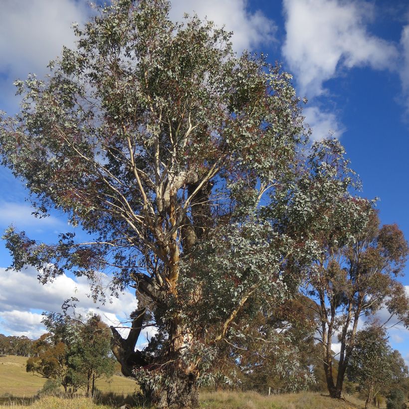 Eucalyptus rubida (Plant habit)