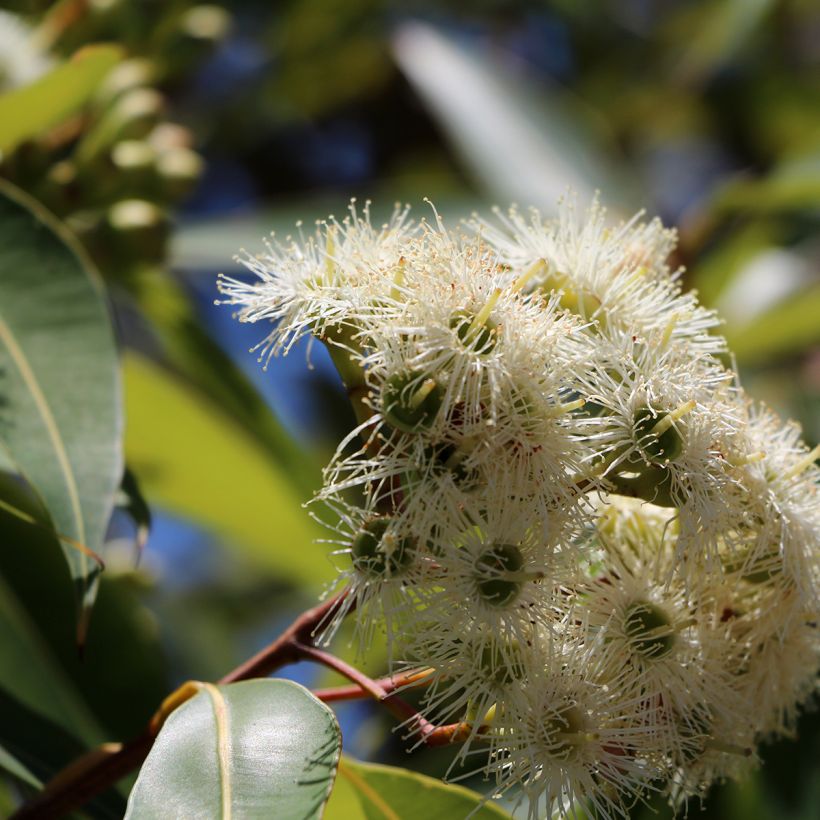 Eucalyptus scoparia (Flowering)