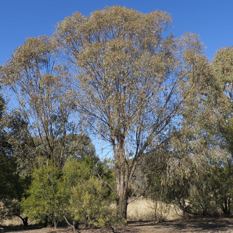 Eucalyptus stellulata Kiandra (Plant habit)