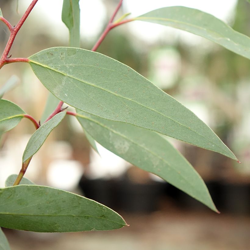 Eucalyptus tetraptera (Foliage)
