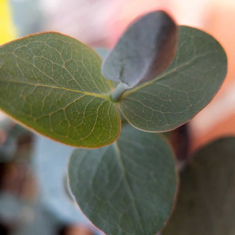 Eucalyptus pulverulenta Baby Blue - Silver-leaved Mountain Gum (Foliage)