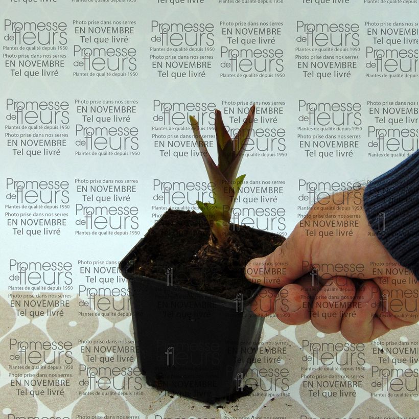 Example of Eucomis Twinkle Stars Bulbe specimen as delivered