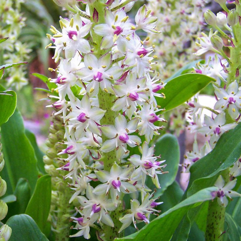 Eucomis bicolor - Variegated pineapple lily (Flowering)