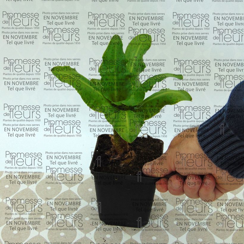 Example of Eucomis bicolor Alba - Variegated pineapple lily Bulb size 16+ specimen as delivered