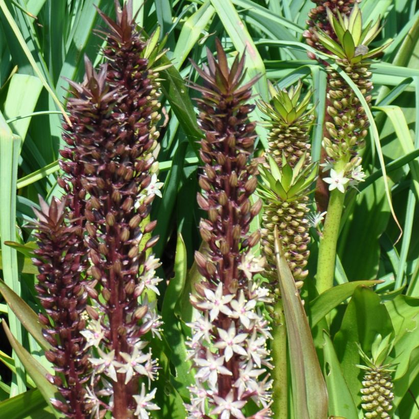 Eucomis comosa Sparkling Burgundy - Pineapple flower (Plant habit)