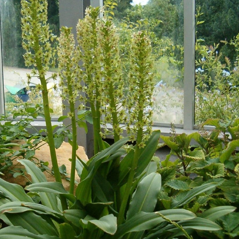 Eucomis pallidiflora subsp. pole-evansii - Pineapple flower (Plant habit)
