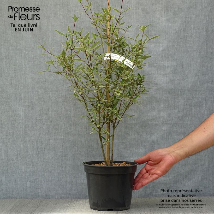 Eucryphia lucida Gilt Edge - Eucryphia luisant Pot de 4L sample as delivered in summer
