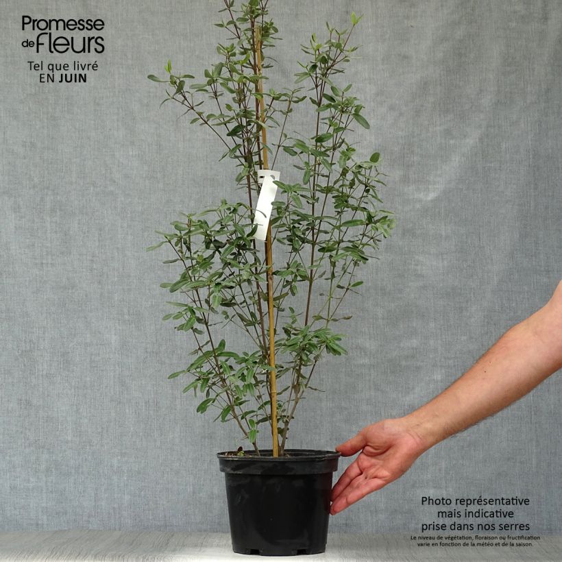 Eucryphia lucida Pink cloud Pot de 4L sample as delivered in summer