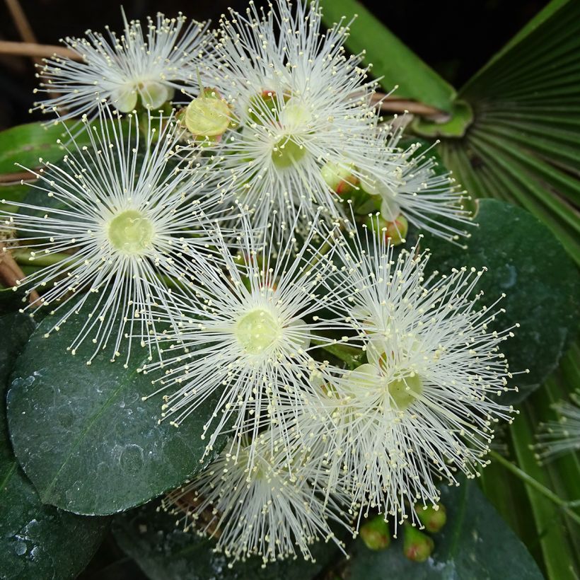Eugenia uniflora Etna Fire (Flowering)