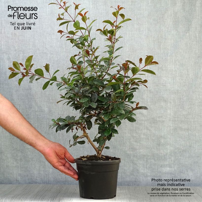 Eugenia uniflora Etna Fire 2L/3L pot 40/50cm sample as delivered in summer