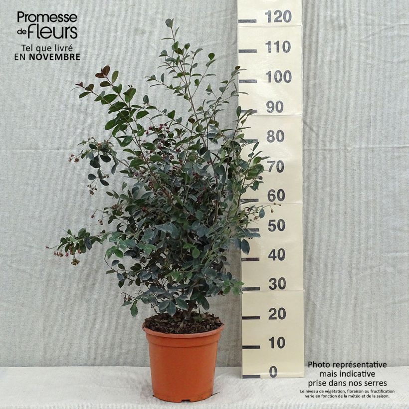 Eugenia uniflora Etna Fire 7.5L/10L pot sample as delivered in autumn