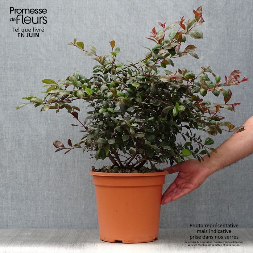 Eugenia uniflora Etna Fire 7.5L/10L pot 80/100cm sample as delivered in summer