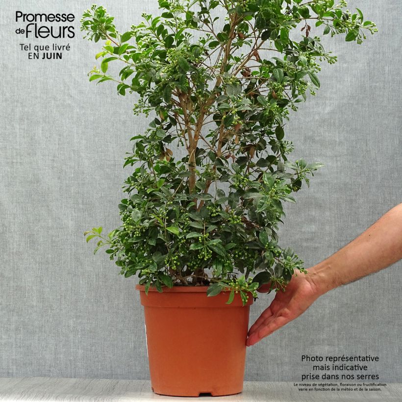 Eugenia myrtifolia New Port - Myrte d'Australie Pot de 4L/5L sample as delivered in summer
